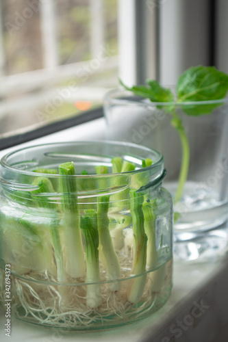 Growing green onions scallions from scraps by propagating in water in a jar on a window sill with basil rooting in water and avocado growing from seed in the background