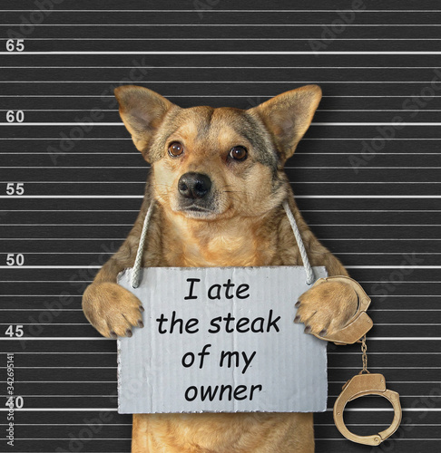 The beige naughty dog was arrested. He has a sign around its neck that says I ate the steak of my owner. Lineup black background.
