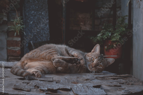 Fototapeta Naklejka Na Ścianę i Meble -  lying cat