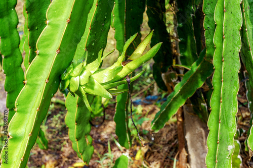 Red dragon fruit on plant at Binh Thuan  Vietnam