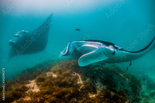 Manta ray swimming in the wild among colorful reef in clear blue water