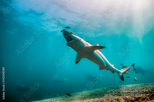 Fototapeta Naklejka Na Ścianę i Meble -  Grey reef shark swimming over a reef with its mouth open