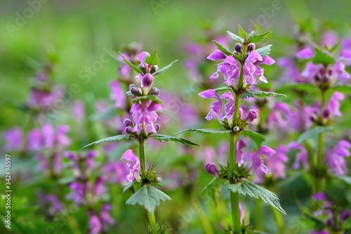 Beautiful colorful spring background with flowers and bumblebee in nature.