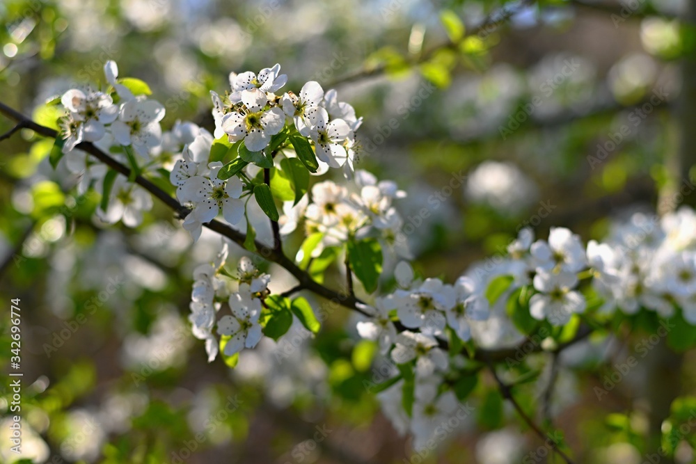 Spring background. Beautiful colorful blooming spring tree. Japanese cherry - Sakura. Nature background.