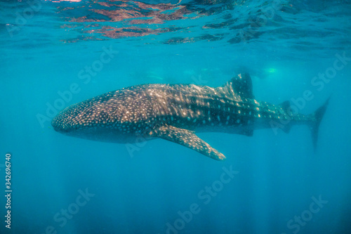 Whale shark swimming close to the surface in blue water