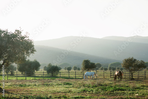Agricultural Farm in Tuscany, Italy. Cows and horses in the corral