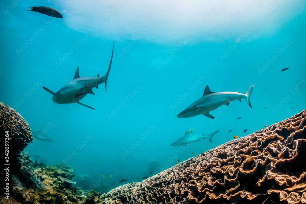 Obraz premium Grey reef shark swimming around colorful coral reef in clear blue water