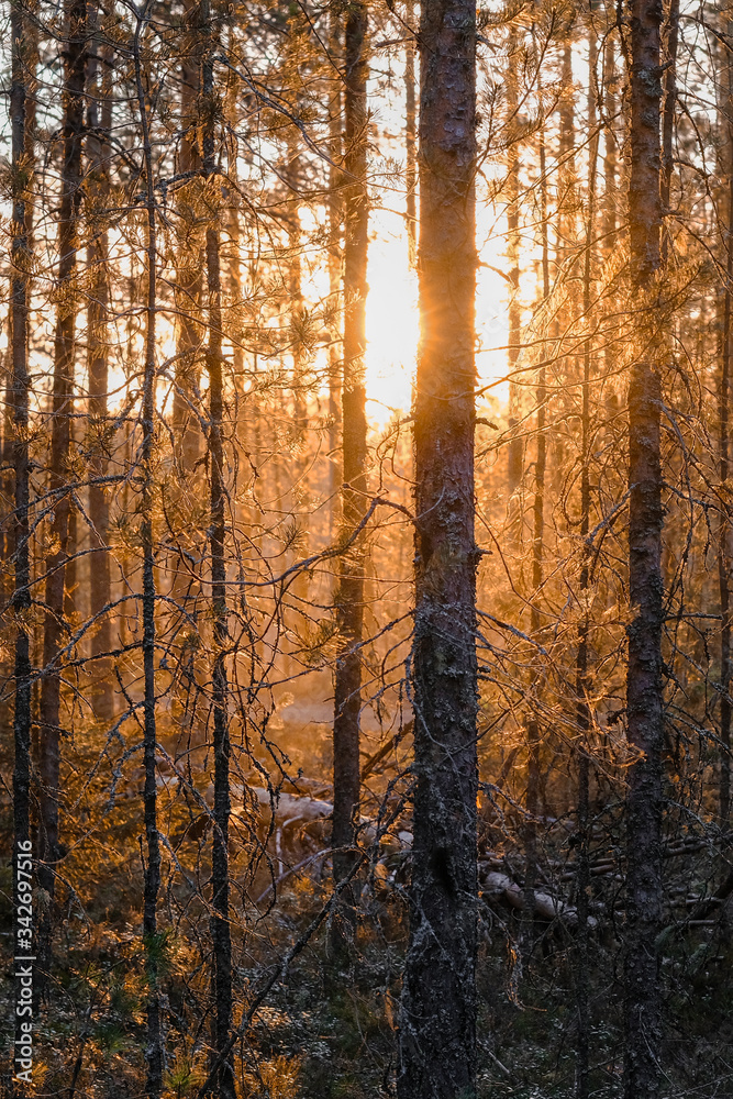 autumn forest in the evening autumn forest in the evening