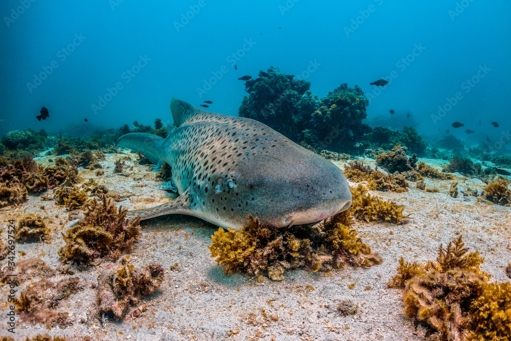 Fototapeta premium Leopard shark resting on the sea bed among colorful coral reef