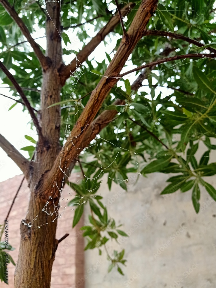 Fototapeta premium tree in the garden