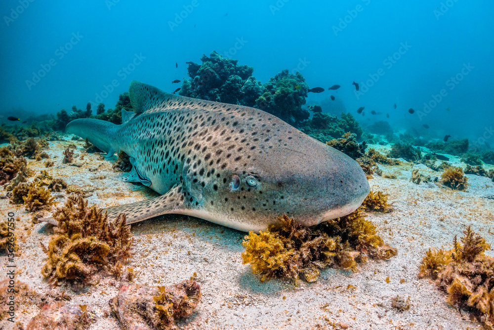 Fototapeta premium Leopard shark resting on the sea bed among colorful coral reef