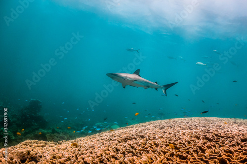 Grey reef shark swimming around colorful coral reef in clear blue water