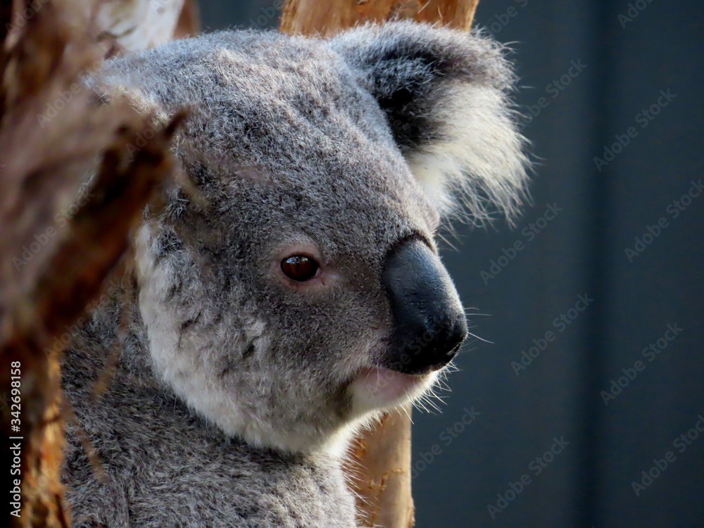 Fototapeta premium Beautiful portrait of a rescued koala in a hospital in Port Macquarie