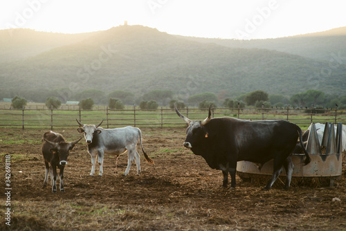 Fototapeta Naklejka Na Ścianę i Meble -  Agricultural Farm in Tuscany, Italy. Cows and horses in the corral