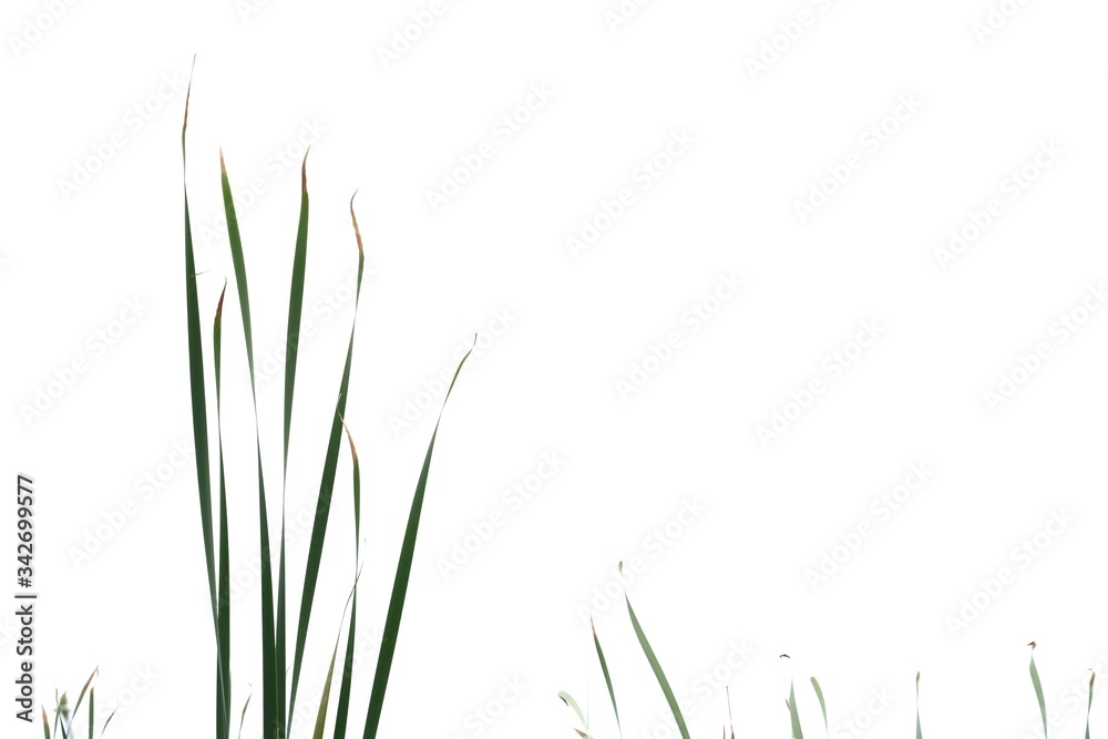 Wild grass leaves with wind blowing on white isolated background for green foliage backdrop 