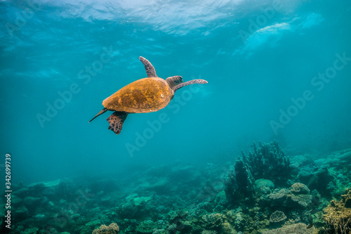 Wild Sea turtle swimming freely in open ocean among colorful coral reef © Aaron