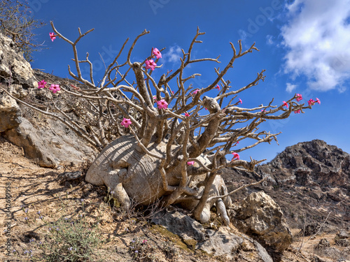 Beautiful plants of Adenium dhofarense, grow on the slopes in the mountains of southern Oman