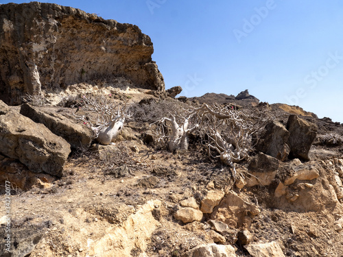 Beautiful plants of Adenium dhofarense, grow on the slopes in the mountains of southern Oman