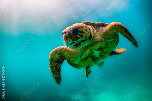 Wild Sea turtle swimming freely in open ocean among colorful coral reef
