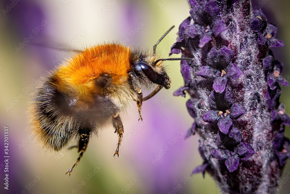 bee on lavender bee on lavender