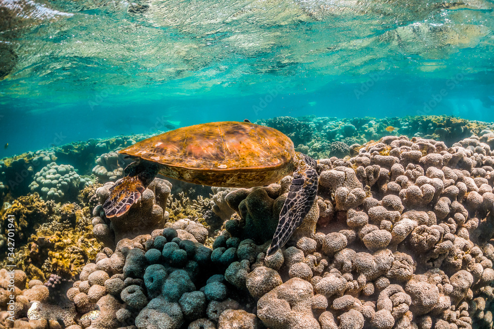 Wild Sea turtle swimming freely in open ocean among colorful coral reef Wild Sea turtle swimming freely in open ocean among colorful coral reef