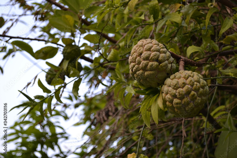 Fototapeta premium Noina - Custard apple