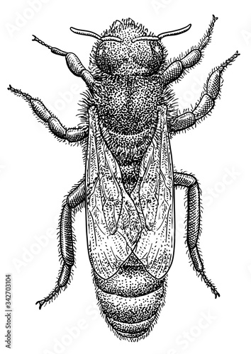 Queen bee illustration, drawing, engraving, ink, line art, vector