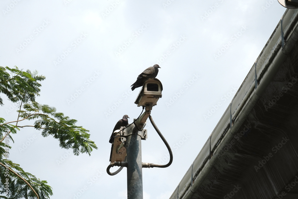 Two bird are perching on CCTV. White sky. Two bird are perching on CCTV. White sky.