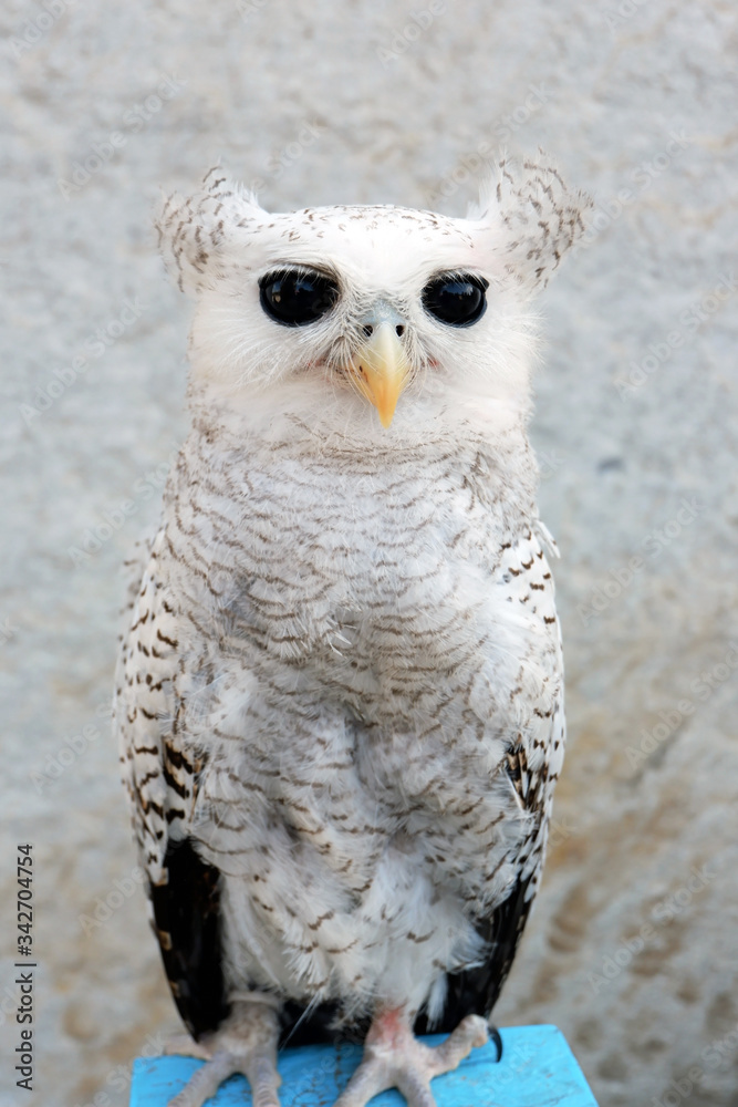 Obraz premium Full Body Picture of White Hingkik, Barred-Eagle Owl from Indonesia
