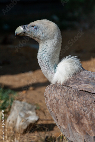 Griffon vulture in a detailed portrait