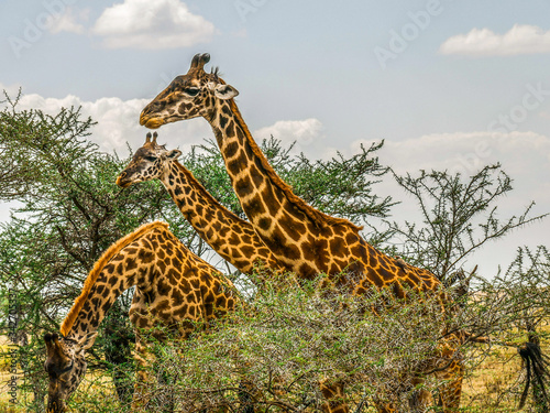 Photography Three giraffes with different neck postures perfectly pose for the camera