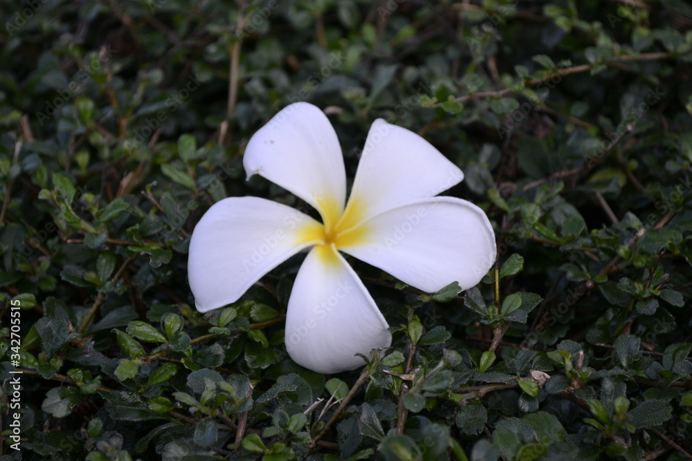 Fototapeta premium flowers in everyday life