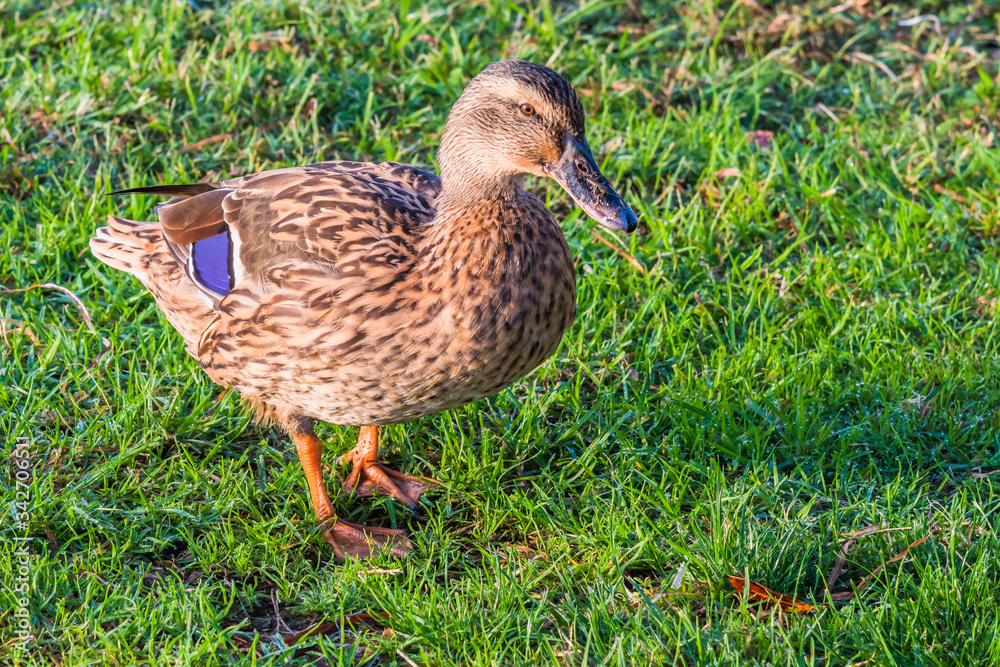Mallard Duck looking for breakfast Mallard Duck looking for breakfast