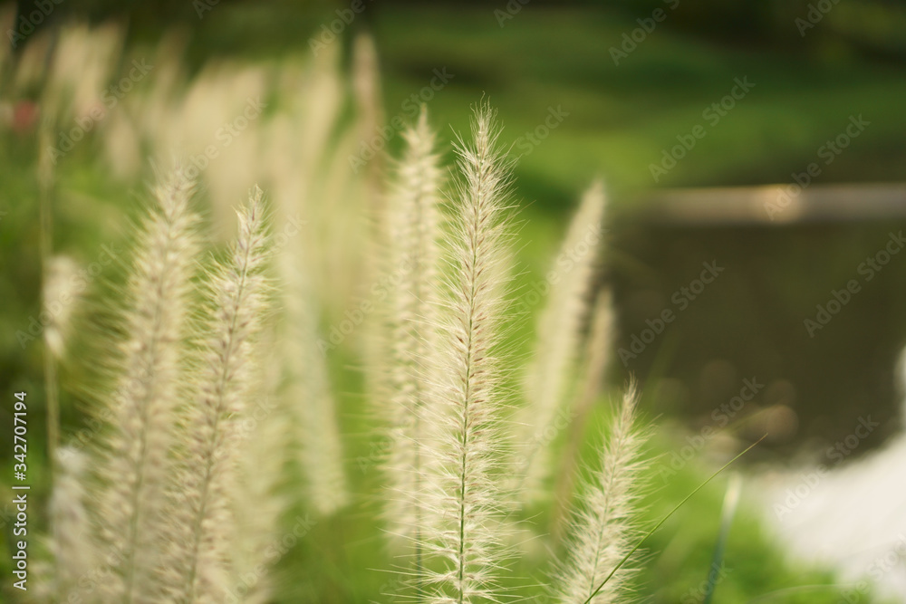 White petal of Fountain grass blooming on blurry background
