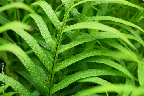 Fresh green leaves of Langsdorff fischer tail fern, greenery tropical plant