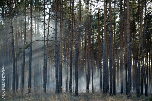 Smouldering of wood in forest