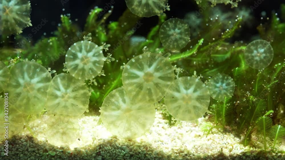 Small transparent jellyfish adhered to the glass of the aquarium. Amazing sea world Small transparent jellyfish adhered to the glass of the aquarium. Amazing sea world