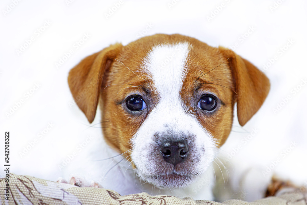 surprised muzzle puppy with red spots Jack rasell on a white background. Age and a half months. Use for advertising the first feeding. Horizontal format