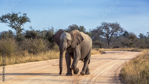 Young African bush elephant walking front view in safari road in Kruger National park, South Africa   Specie Loxodonta africana family of Elephantidae © PACO COMO