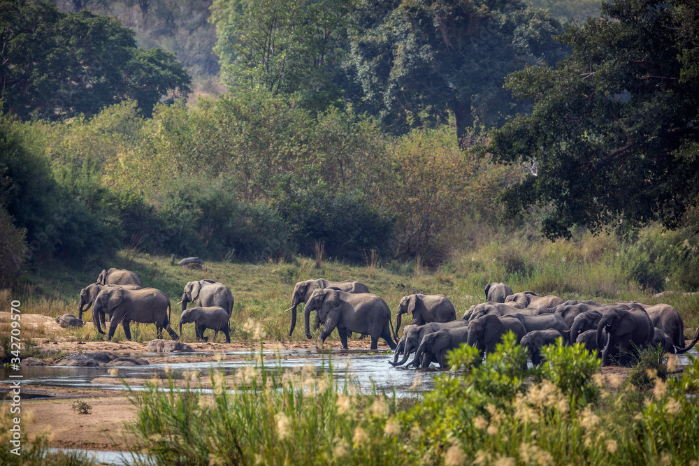 Fototapeta premium African bush elephant herd crossing river in Kruger National park, South Africa ; Specie Loxodonta africana family of Elephantidae