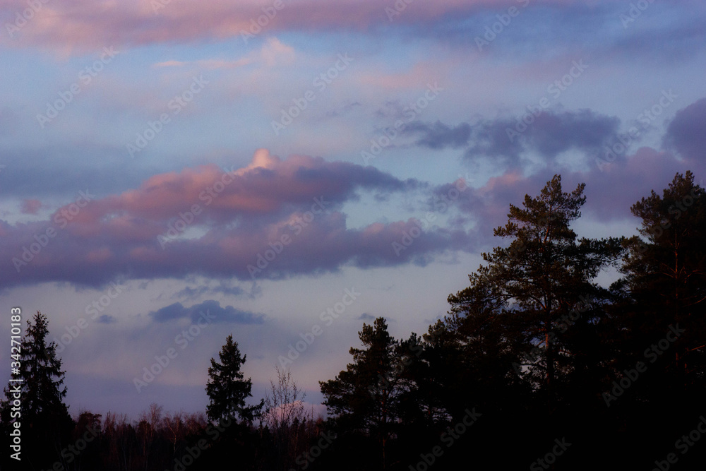 forest against the evening sky