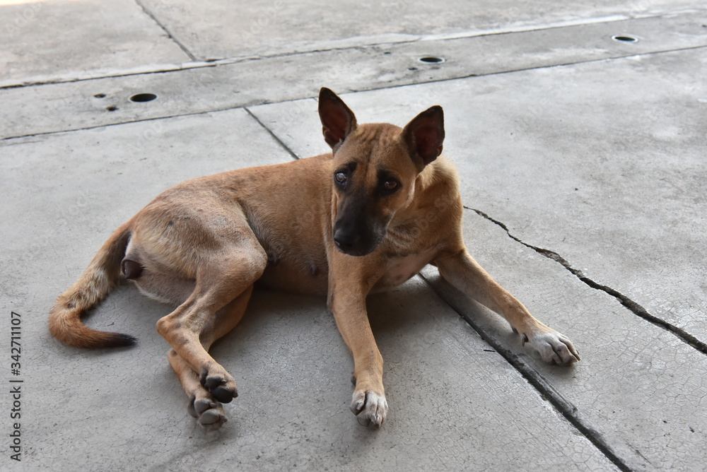 A brown Thai dog lying on the cement floor. A brown Thai dog lying on the cement floor.
