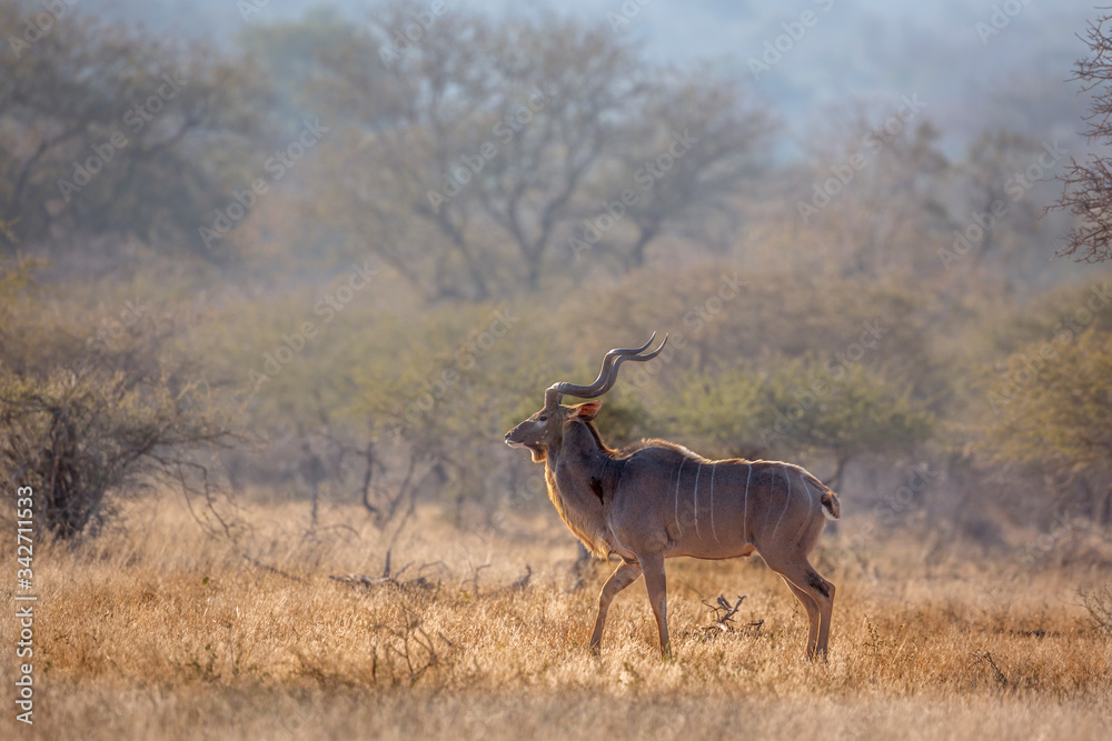 Fototapeta premium Greater kudu male in savannah scenery in Kruger National park, South Africa ; Specie Tragelaphus strepsiceros family of Bovidae