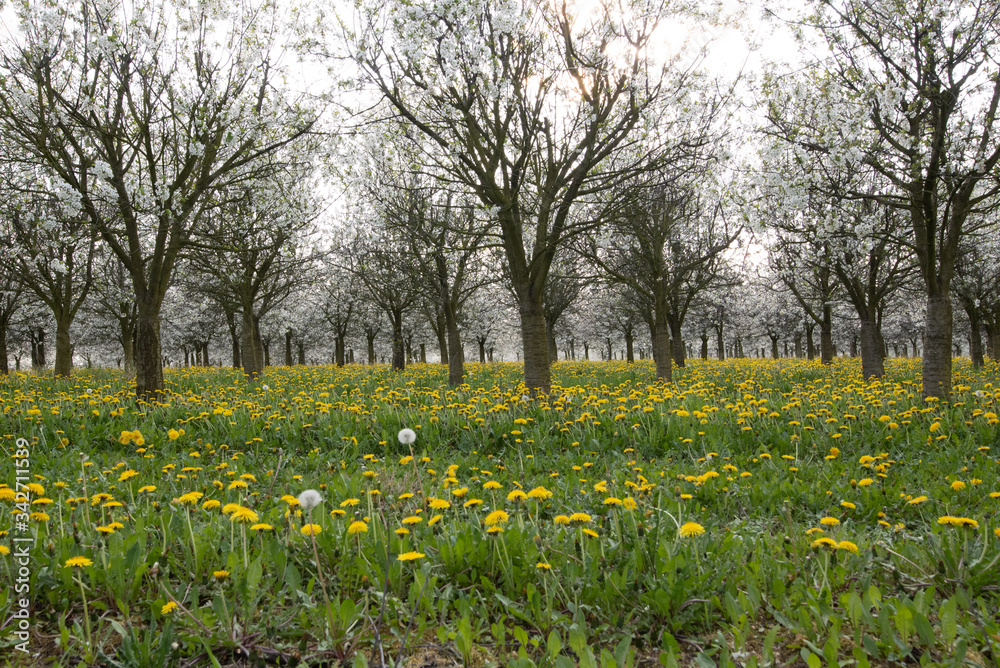 Frühling Frühling