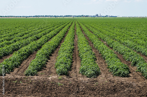 Tomato field with rows of tomato plants