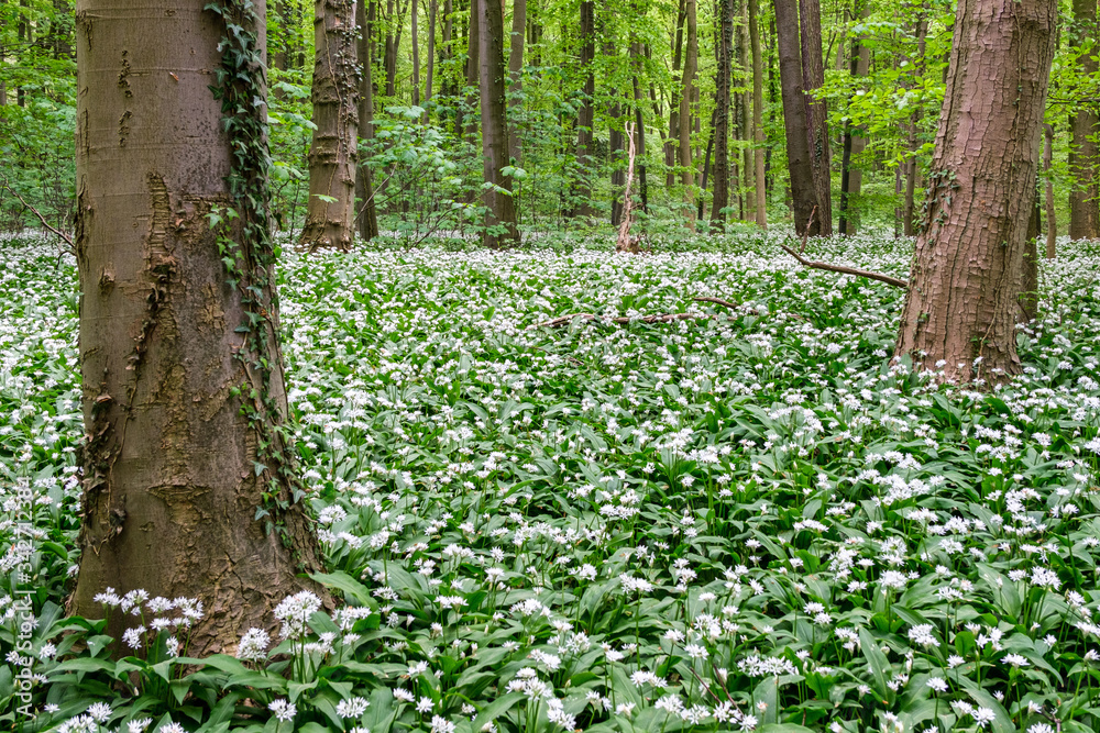 Bärlauchwald Bärlauchwald
