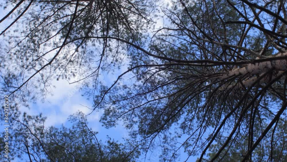 Pine forest in spring from bottom view Pine forest in spring from bottom view