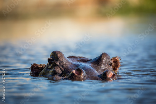 Hippopotamus head in water surface level in Kruger National park, South Africa   Specie Hippopotamus amphibius family of Hippopotamidae © PACO COMO