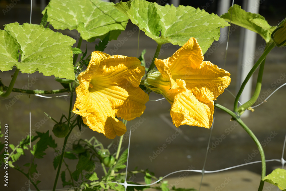 Obraz premium Fleurs de courge au printemps