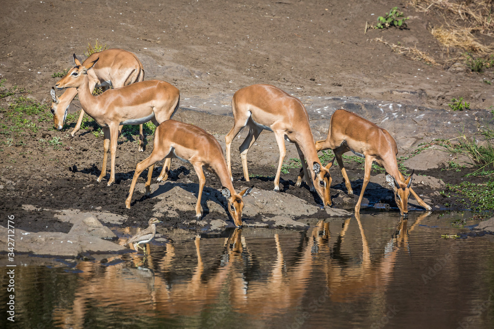 Small group of Common Impalas drinking in waterhole with reflection in Kruger National park, South Africa ; Specie Aepyceros melampus family of Bovidae Small group of Common Impalas drinking in waterhole with reflection in Kruger National park, South Africa ; Specie Aepyceros melampus family of Bovidae